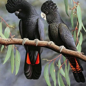 Parrots Pair Paint by Diamonds