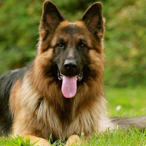 Adorable German Shepherd Paint by Diamonds