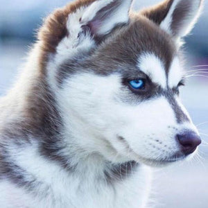 Adorable Husky with Blue Eyes Diamond Painting