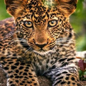 Adorable Leopard Cub Paint by Diamonds