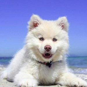 Adorable Puppy Paint by Diamonds