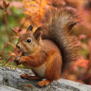 Adorable Squirrel Paint by Diamonds