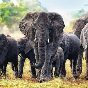 Elephants Diamond Painting