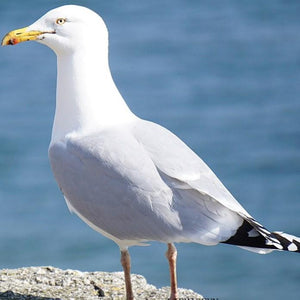 Albatross DIY Painting Kit