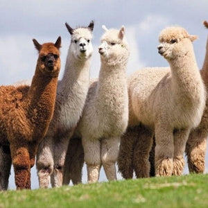 Alpacas & Llamas Paint by Diamonds