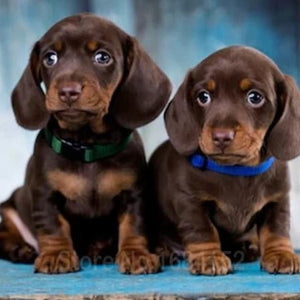 Dogs Paint by Diamonds