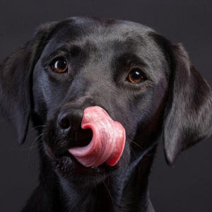 Amazing Black Labrador Retriever Diamond Painting