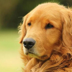 Amazing Golden Retriever Diamond Painting Kit