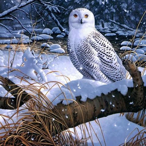 Amazing Snow Owl Paint by Diamonds
