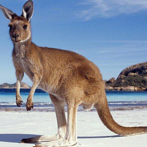 Kangaroo DIY Diamond Painting