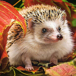 Hedgehog Diamond Painting