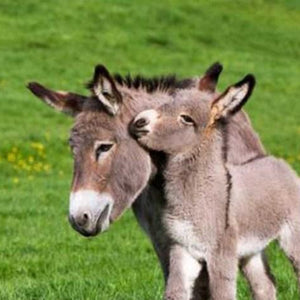 Donkey with Mother Diamond Painting