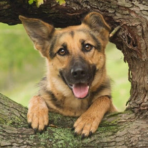 Baby German Shepherd on the Tree Diamond Painting