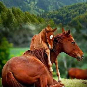 Baby Horse with Mare Paint by Diamonds