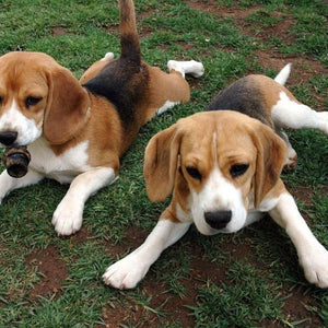 Beagle Bloodhound Puppies Paint by Diamonds