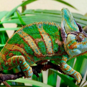 Beautiful Chameleon Diamond Painting Kit