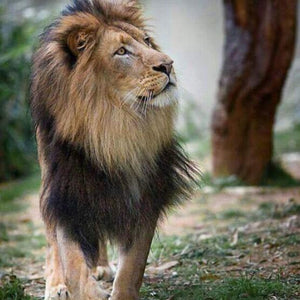 Beautiful Lion Paint by Diamonds