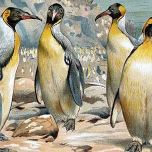 Beautiful Penguins Diamond Painting Kit