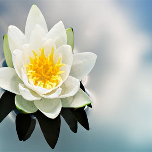 Beautiful Water Lilly Paint by Diamonds