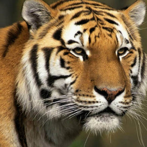 Tiger Diamond Painting Kit