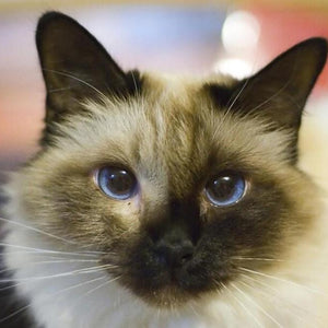 Birman Cat Diamond Painting Kit