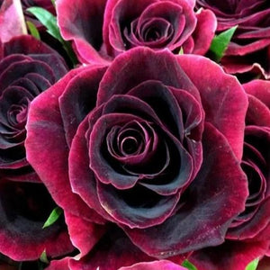 Black Beauty Rose Paint by Diamonds