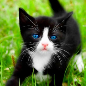 Black Kitten with Blue Eyes Diamond Painting