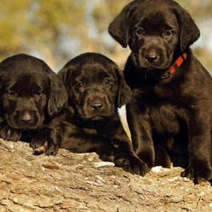 Black Labrador Retriever Puppies Diamond Painting