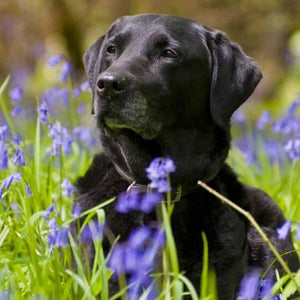 Black Labrador in Green Fields Diamond Painting
