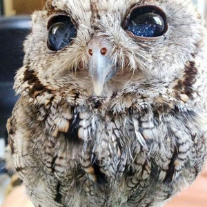 Blind Owl with Starry Eyes Paint by Diamonds