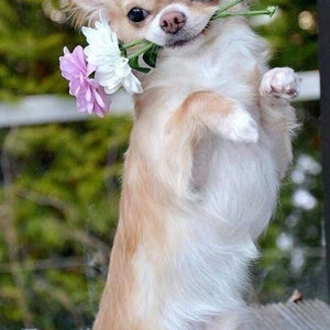 Blonde Long Hair Chihuahua Paint by Diamonds