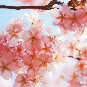 Blooming Peach Blossoms Diamond Painting Kit