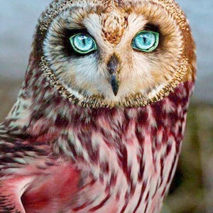 Blue Eyed Owl Diamond Painting Kit