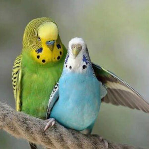 Parrots Pair Diamond Painting