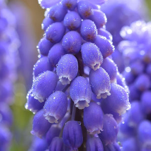 Blue Muscari Flowers Paint by Diamonds