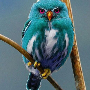 Blue Owl of Madagascar Paint by Diamonds