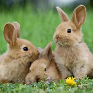 Bunnies in Meadow Diamond Painting Kit