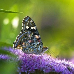 Butterfly DIY PAinting