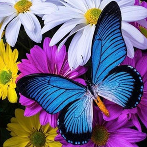 Butterfly Full Drill 