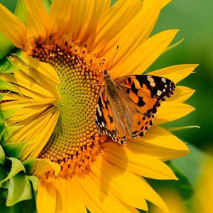 Butterfly & Sunflower Close up Diamond Painting