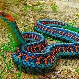 Snake Diamond Painting