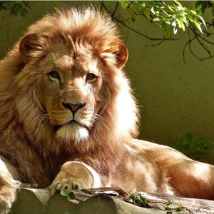 Calm Lion Paint by Diamonds