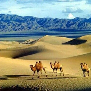 Camels Paint by Diamonds