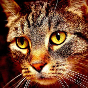 Cat Face Close up Diamond Painting