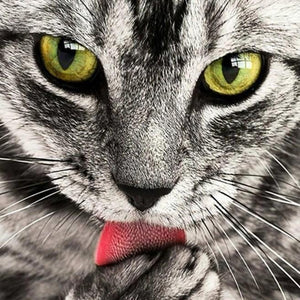 Cat Diamond Painting