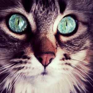 Cat with Turquoise Eyes Diamond Painting