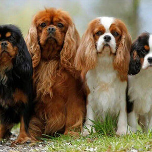 Full Drill Dog Diamond Painting