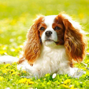 Cavalier King Charles Spaniel Puppy Diamond Painting