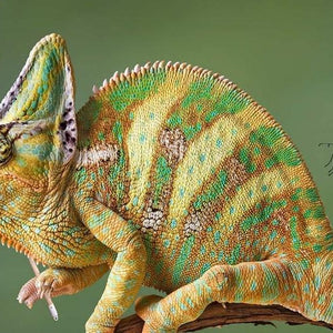 Chameleon & Butterfly Paint by Diamonds