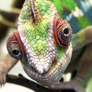 Chameleon Face Diamond Painting Kit